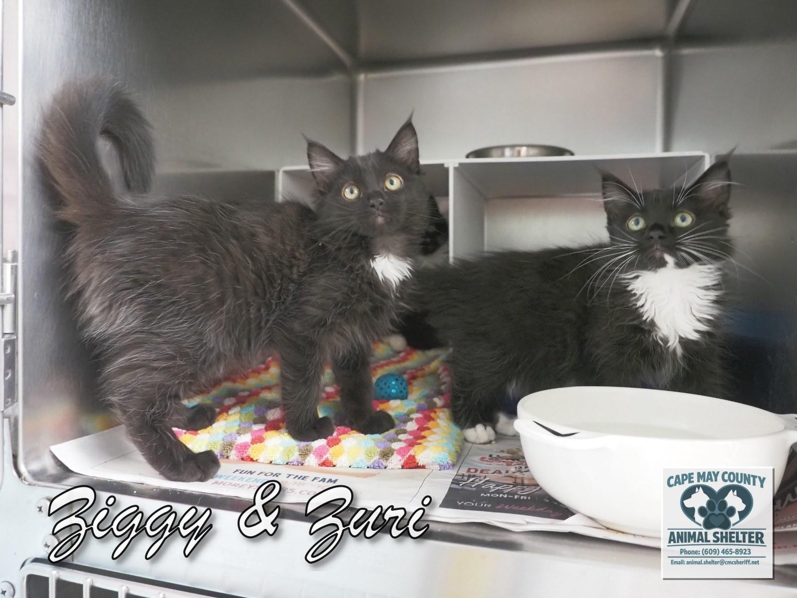 Enlarge The Three "Z's", a Adopted mixed breed in Cape May Court House, NJ image 2/6