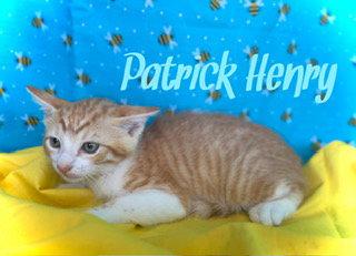 Enlarge Patrick Henry, a Adoptable Tabby in Pleasanton, TX image 1/2