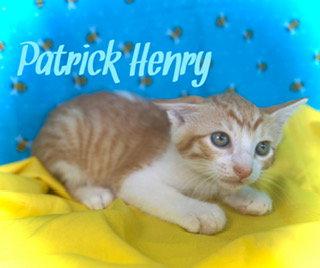 Enlarge Patrick Henry, a Adoptable Tabby in Pleasanton, TX image 2/2