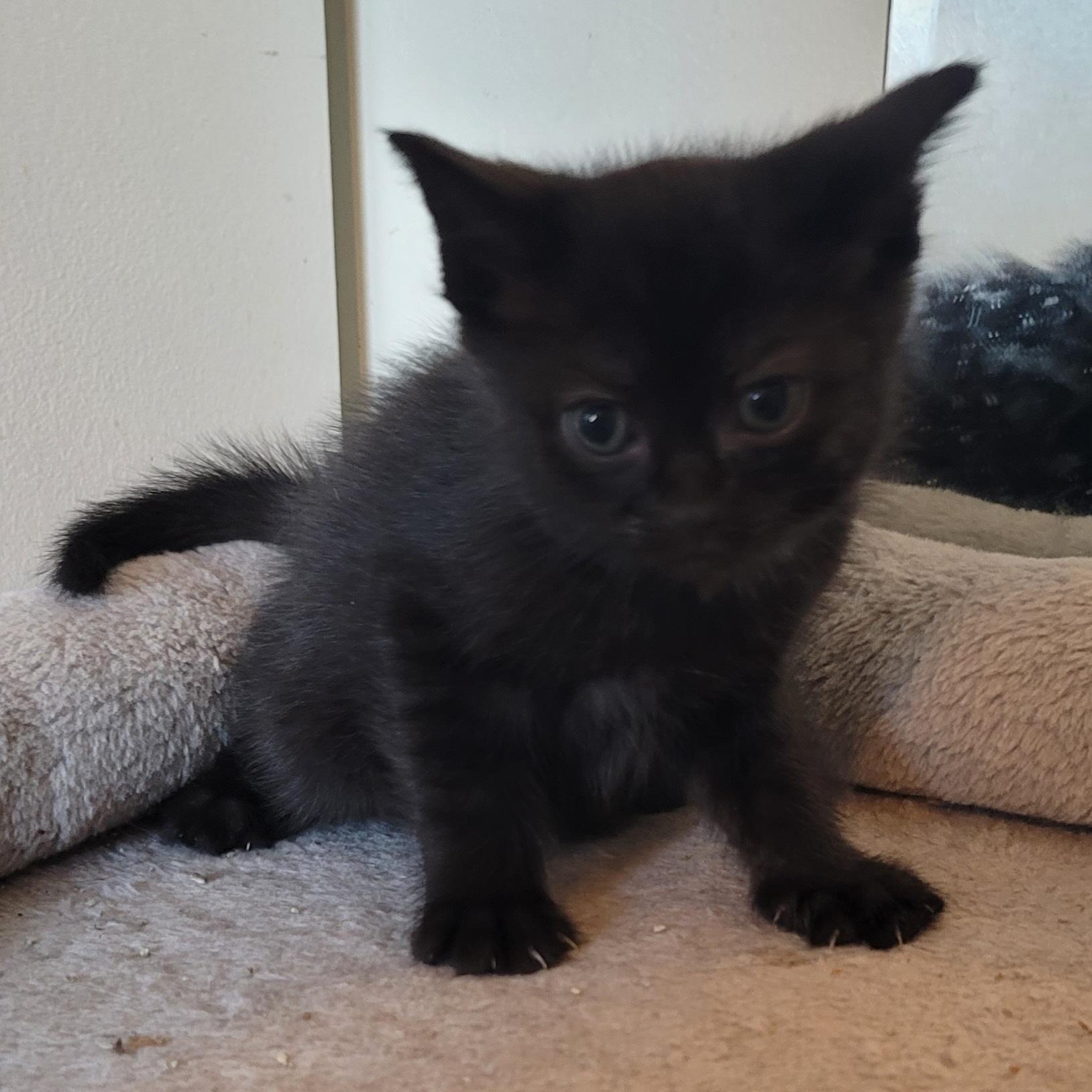 Elliot, an adopted Domestic Medium Hair in Orlando, FL image 2/2
