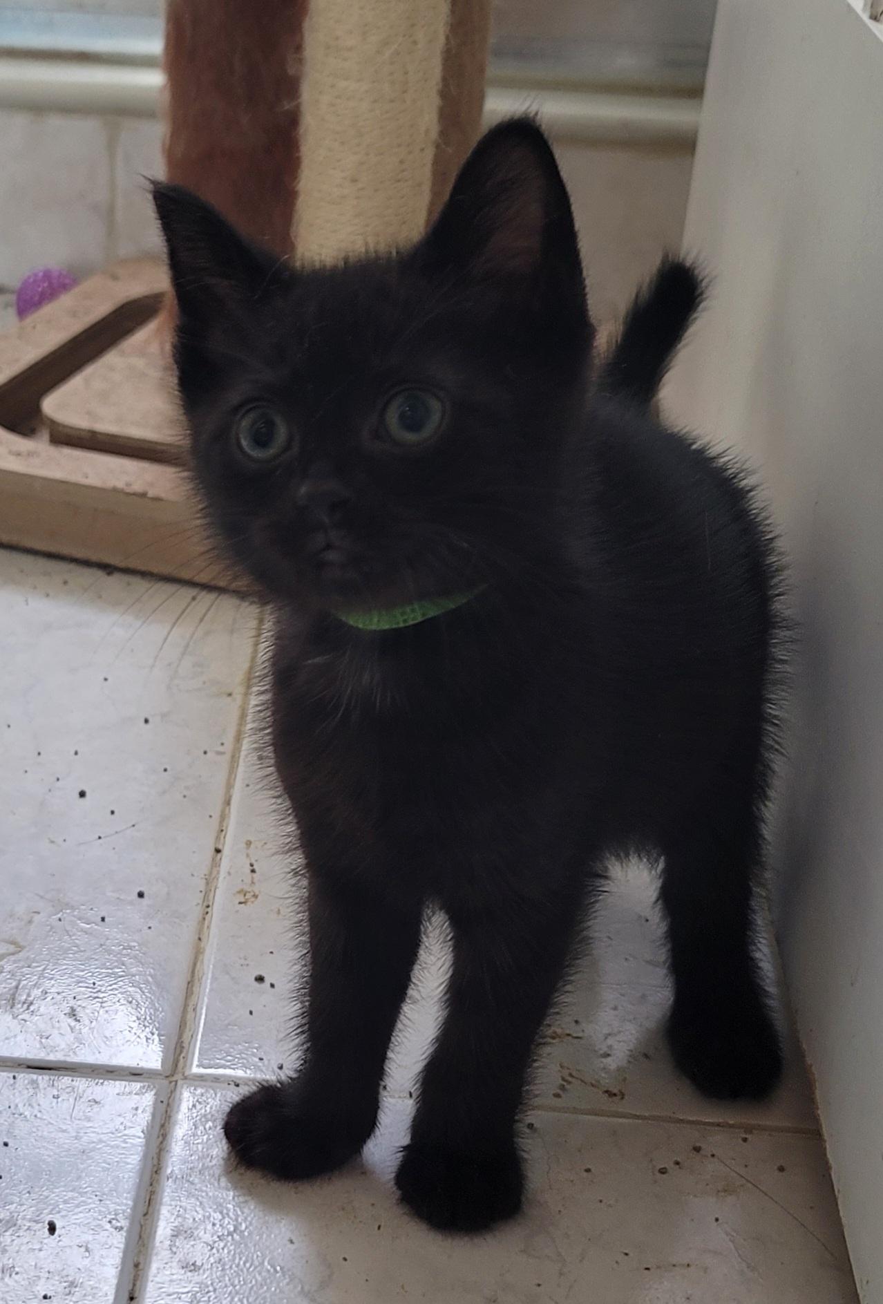 Elliot, an adopted Domestic Medium Hair in Orlando, FL image 1/2