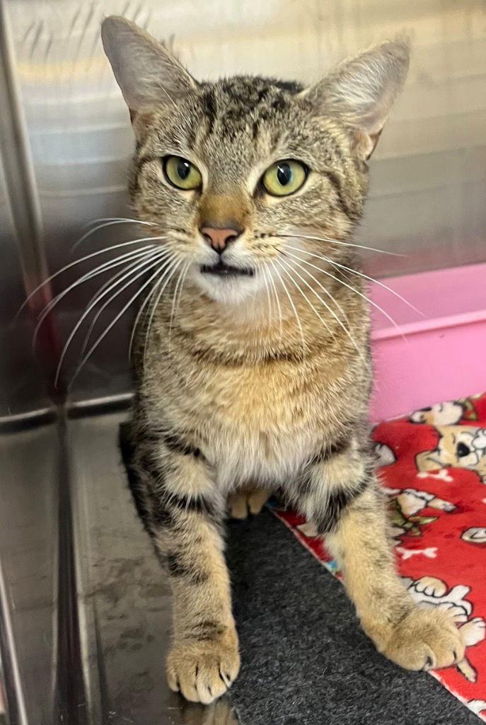 Enlarge 26-30 Jennifur, a Adoptable Domestic Short Hair in Tarboro, NC image 1/1