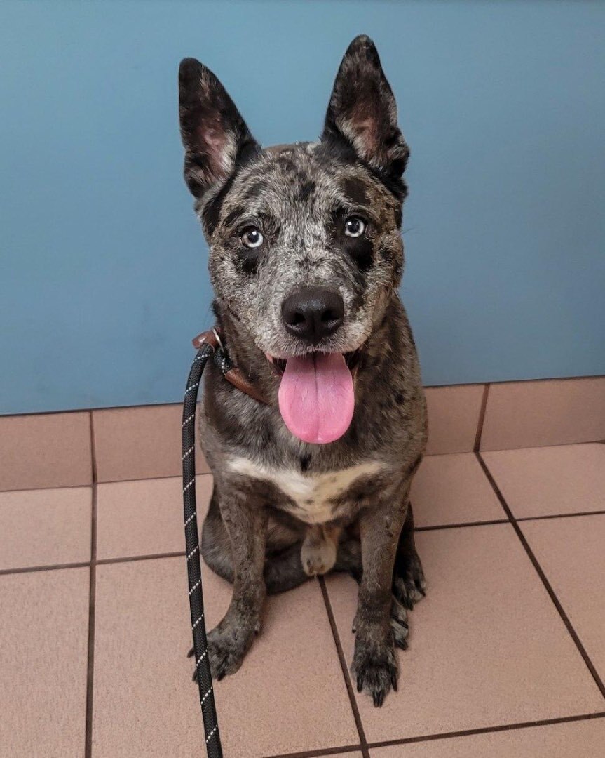 Val (Sirius), Adopted, Young Male Cattle Dog.