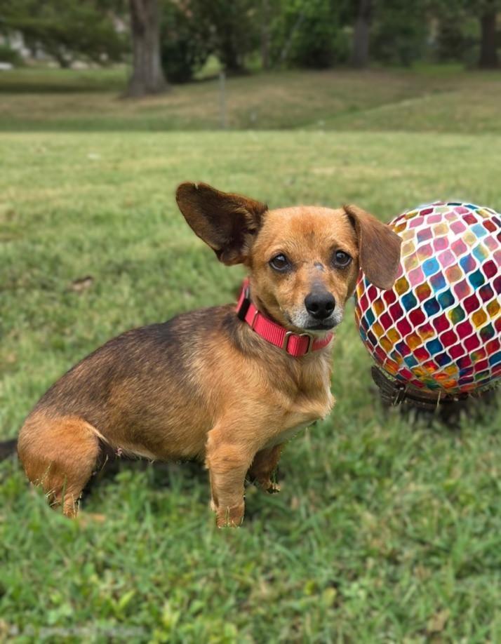 Enlarge Cheese, a Adoptable Chiweenie in Bridgeton, MO image 5/5