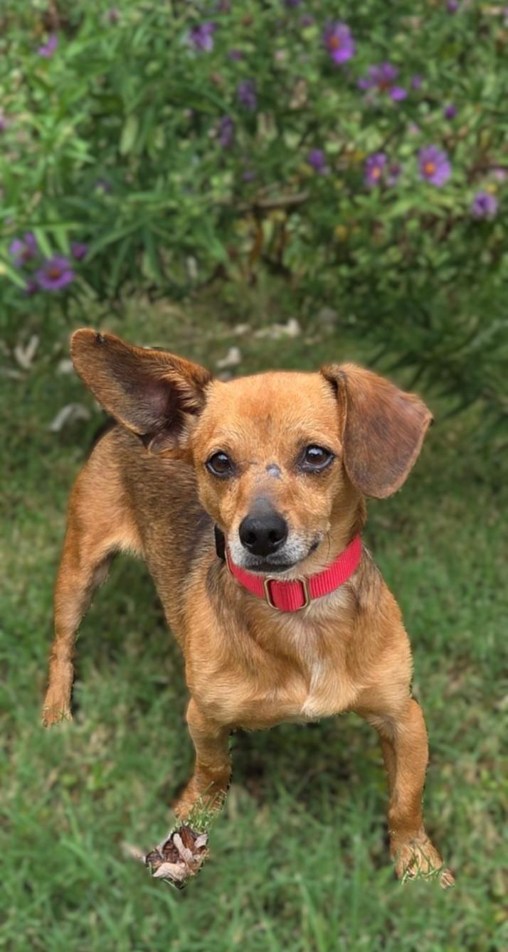 Enlarge Cheese, a Adoptable Chiweenie in Bridgeton, MO image 3/5