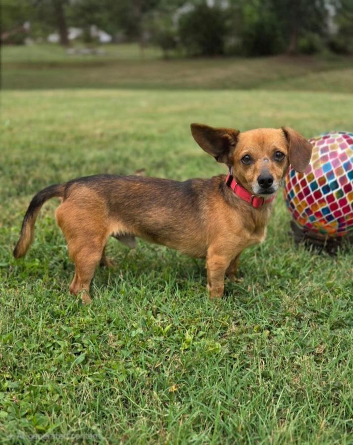 Enlarge Cheese, a Adoptable Chiweenie in Bridgeton, MO image 4/5