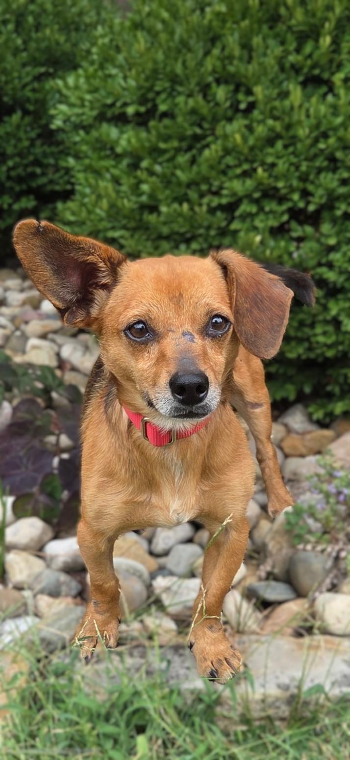 Enlarge Cheese, a Adoptable Chiweenie in Bridgeton, MO image 2/5