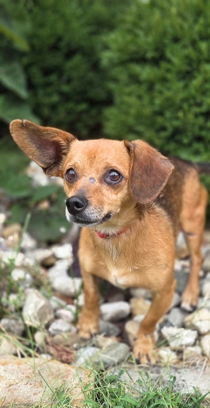 Cheese, Adoptable, Young Male Chiweenie.