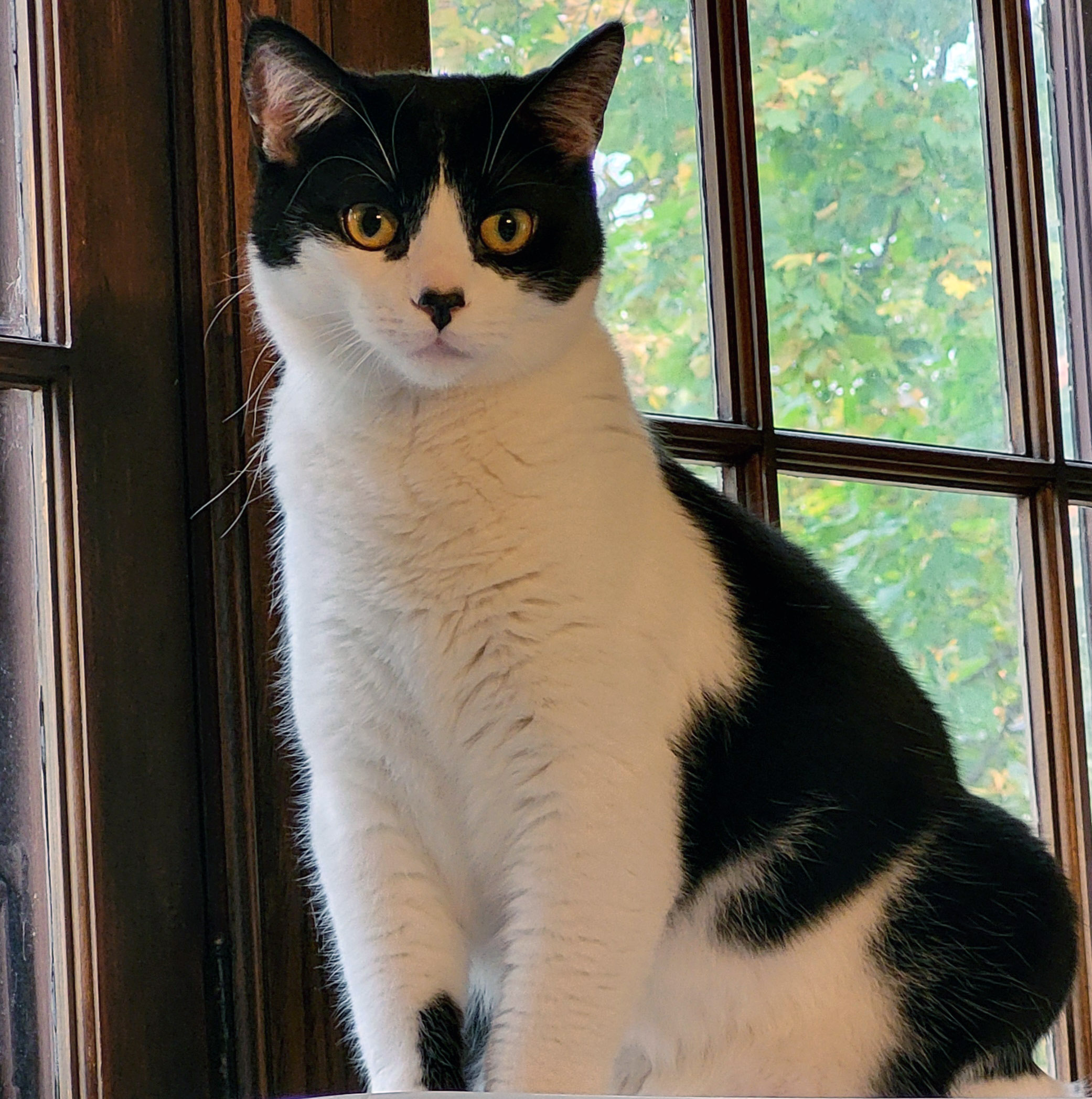 Homey, an adoptable Domestic Short Hair in Spring Lake Park, MN, 55432 | Photo Image 3