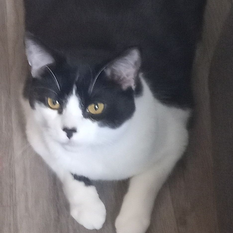 Homey, a Adoptable Domestic Short Hair in Spring Lake Park, MN image 3/6