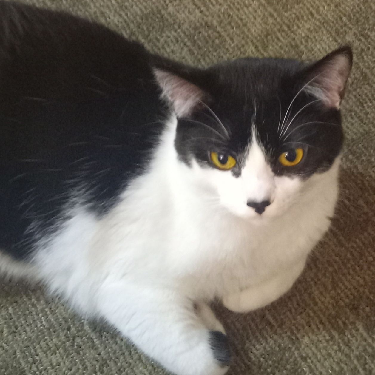Homey, an adoptable Domestic Short Hair in Spring Lake Park, MN, 55432 | Photo Image 6