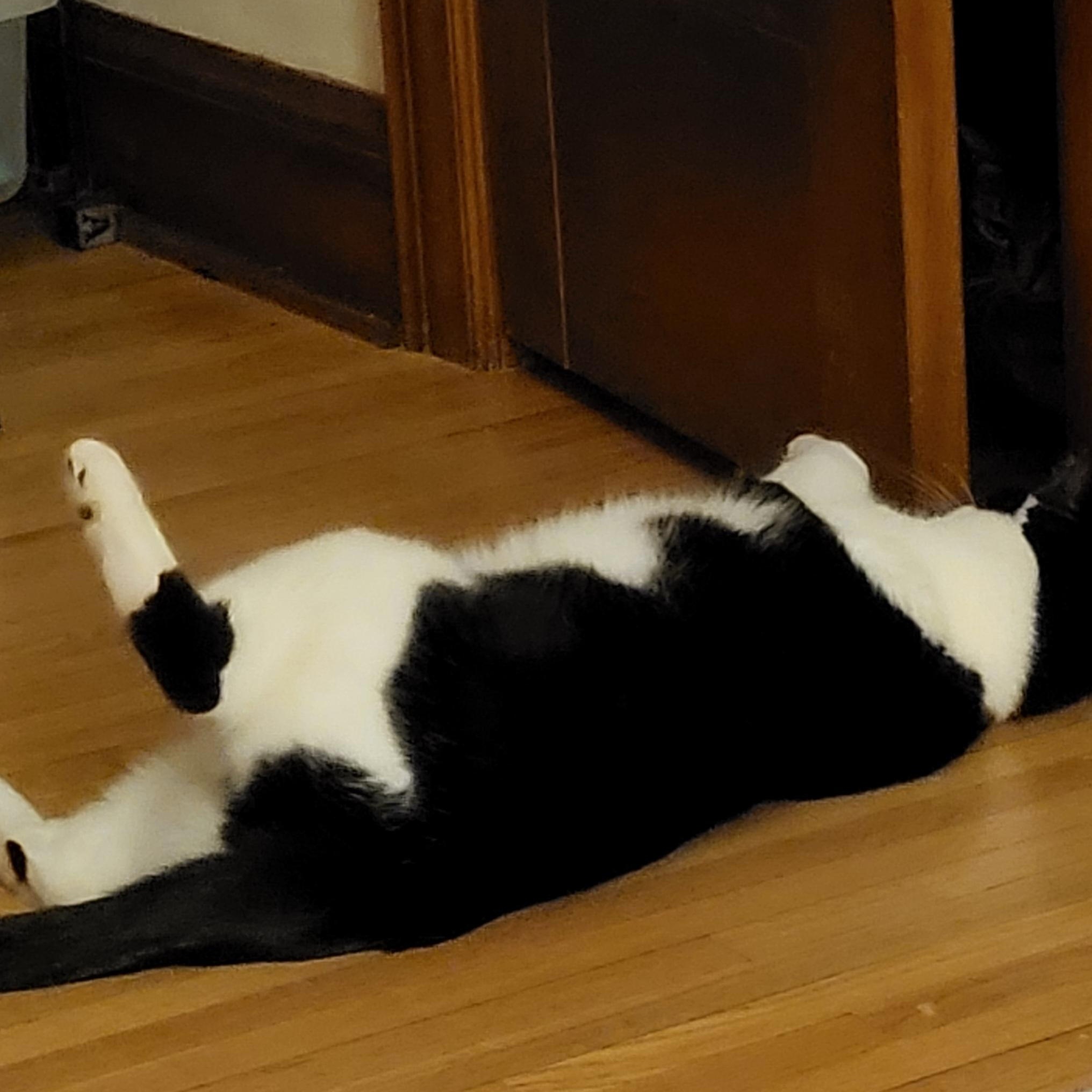 Homey, a Adoptable Domestic Short Hair in Spring Lake Park, MN image 5/6