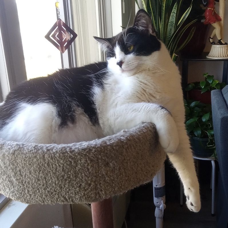 Homey, an adoptable Domestic Short Hair in Spring Lake Park, MN, 55432 | Photo Image 5