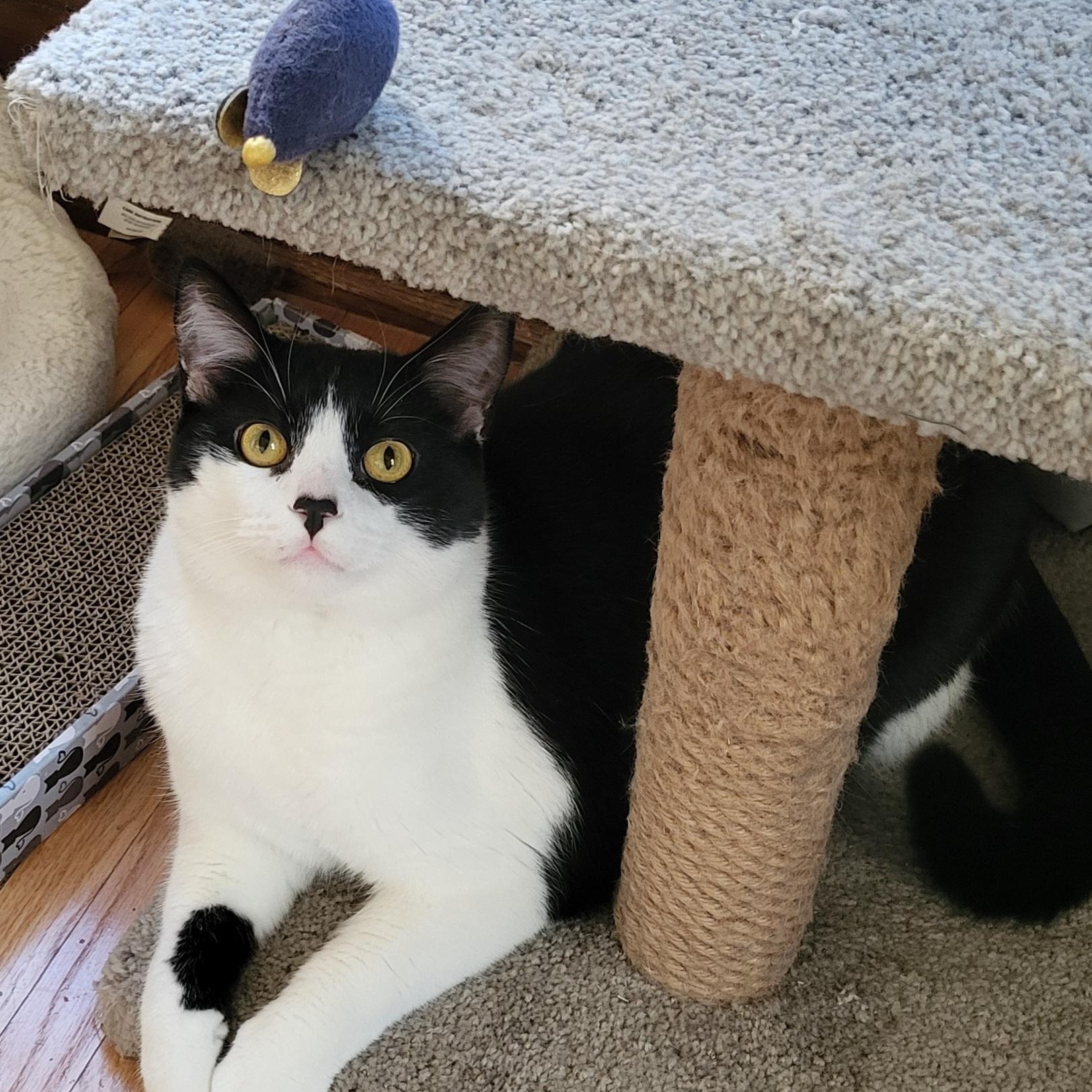 Homey, a Adoptable Domestic Short Hair in Spring Lake Park, MN image 1/6