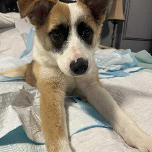 Enlarge KC, a Adoptable mixed breed in Sunderland, ON image 2/5