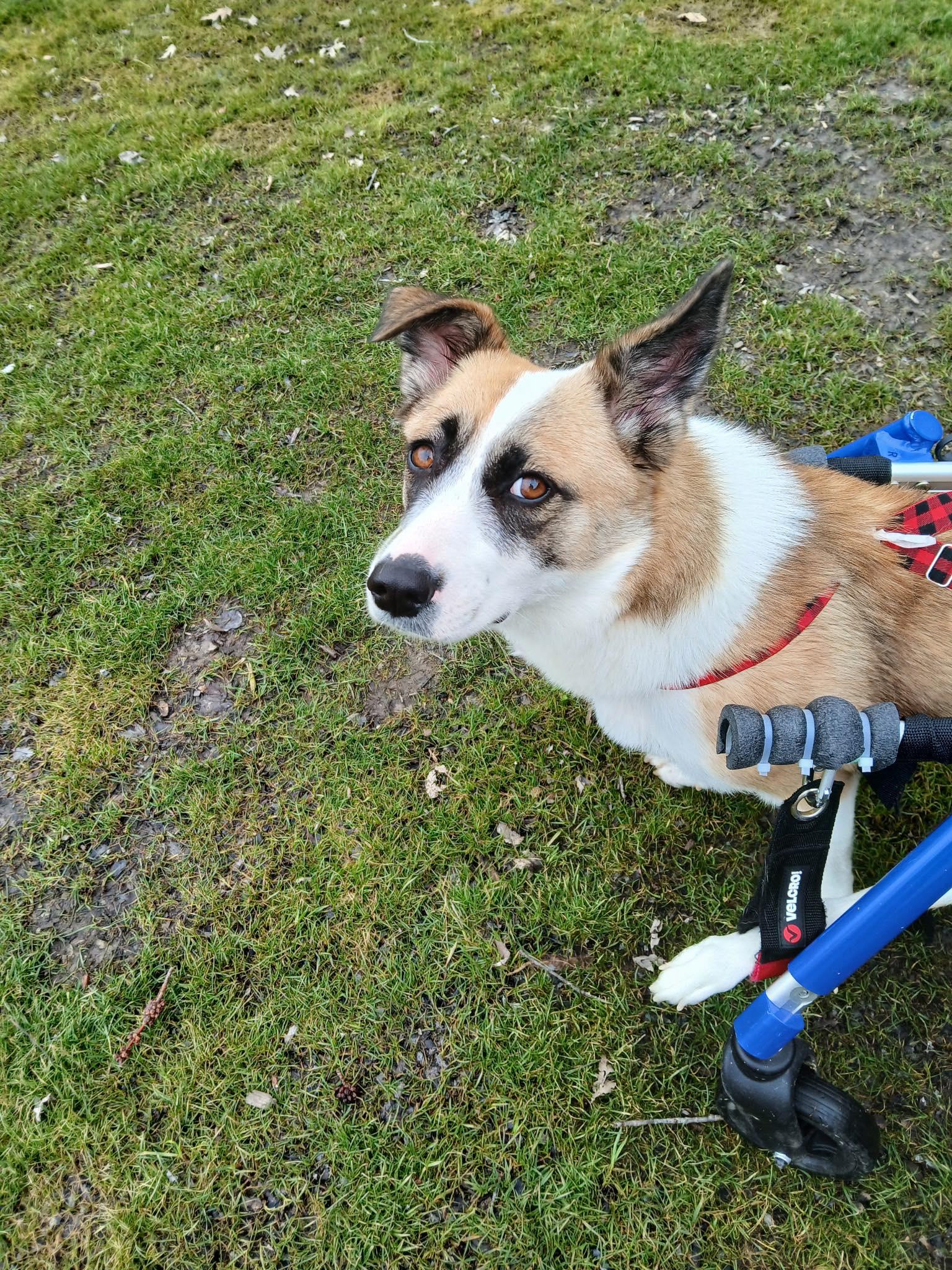 KC, a Adoptable mixed breed in Sunderland, ON image 5/6