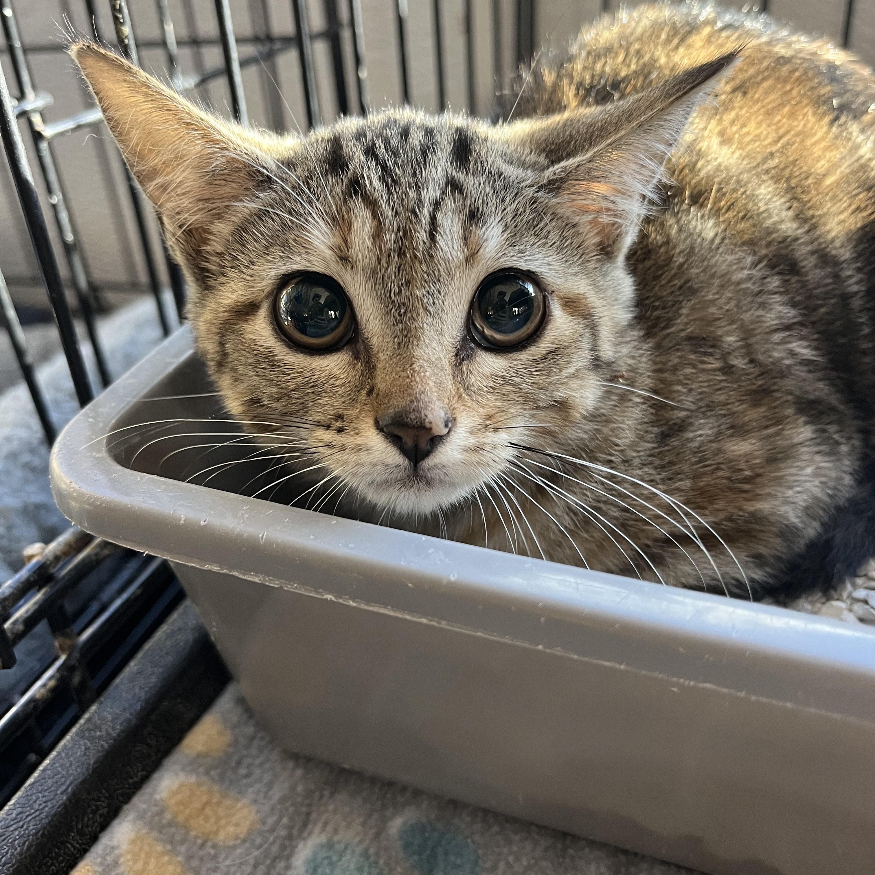 Enlarge Cosmo 2636, an adopted Domestic Short Hair in Boca Raton, FL image 1/1