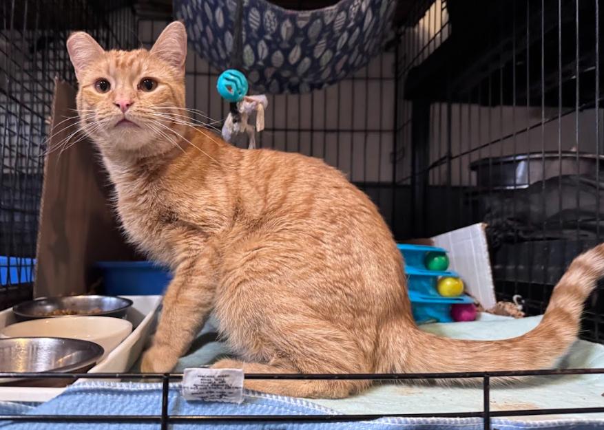 Prince, a Adoptable Domestic Short Hair in Newburgh, NY image 5/5