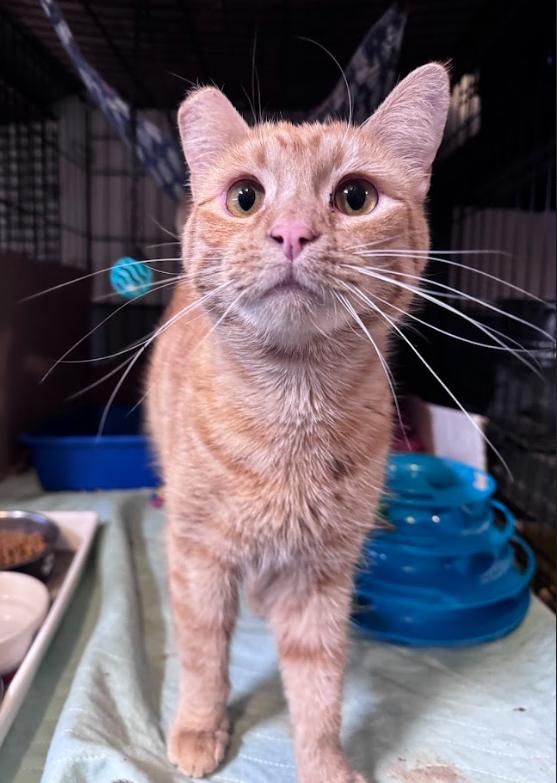 Prince, Adoptable, Young Male Domestic Short Hair.