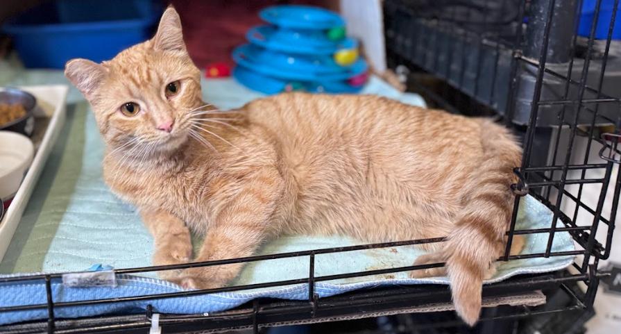 Prince, a Adoptable Domestic Short Hair in Newburgh, NY image 4/5