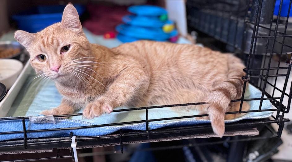 Prince, a Adoptable Domestic Short Hair in Newburgh, NY image 3/5