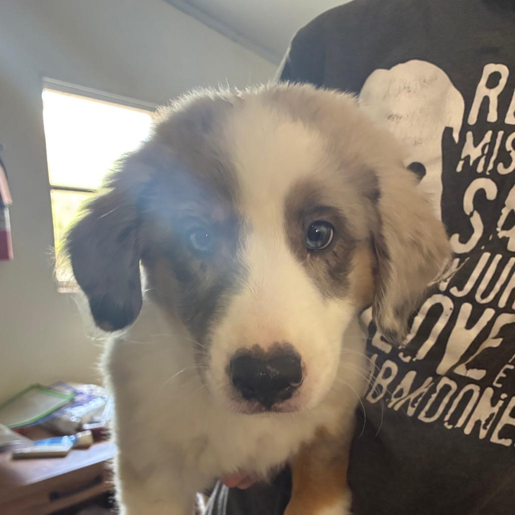 Eva Mendez, Adoptable, Puppy Female Australian Shepherd.