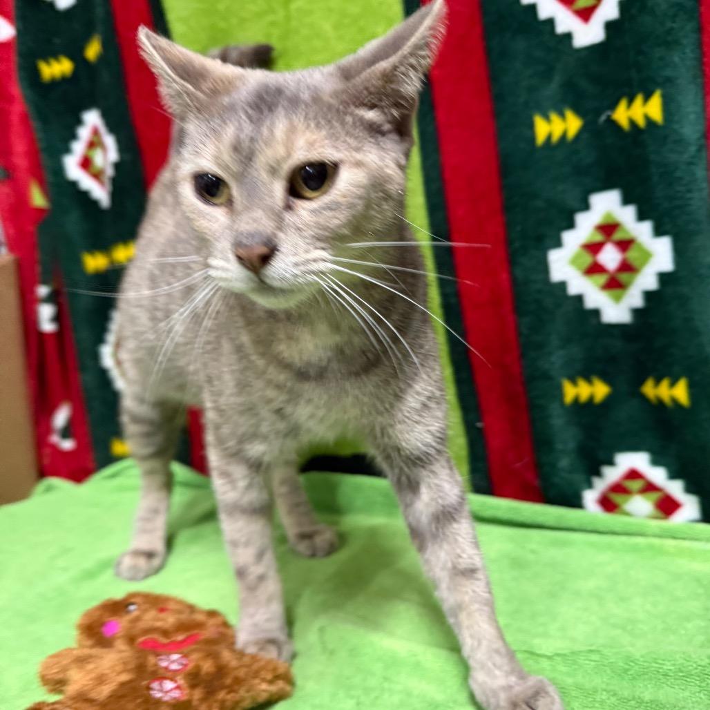 Bails, Adoptable, Adult Female Domestic Short Hair.