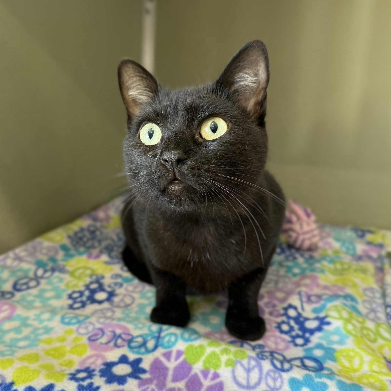 Stacey, Adoptable, Adult Female Domestic Short Hair.