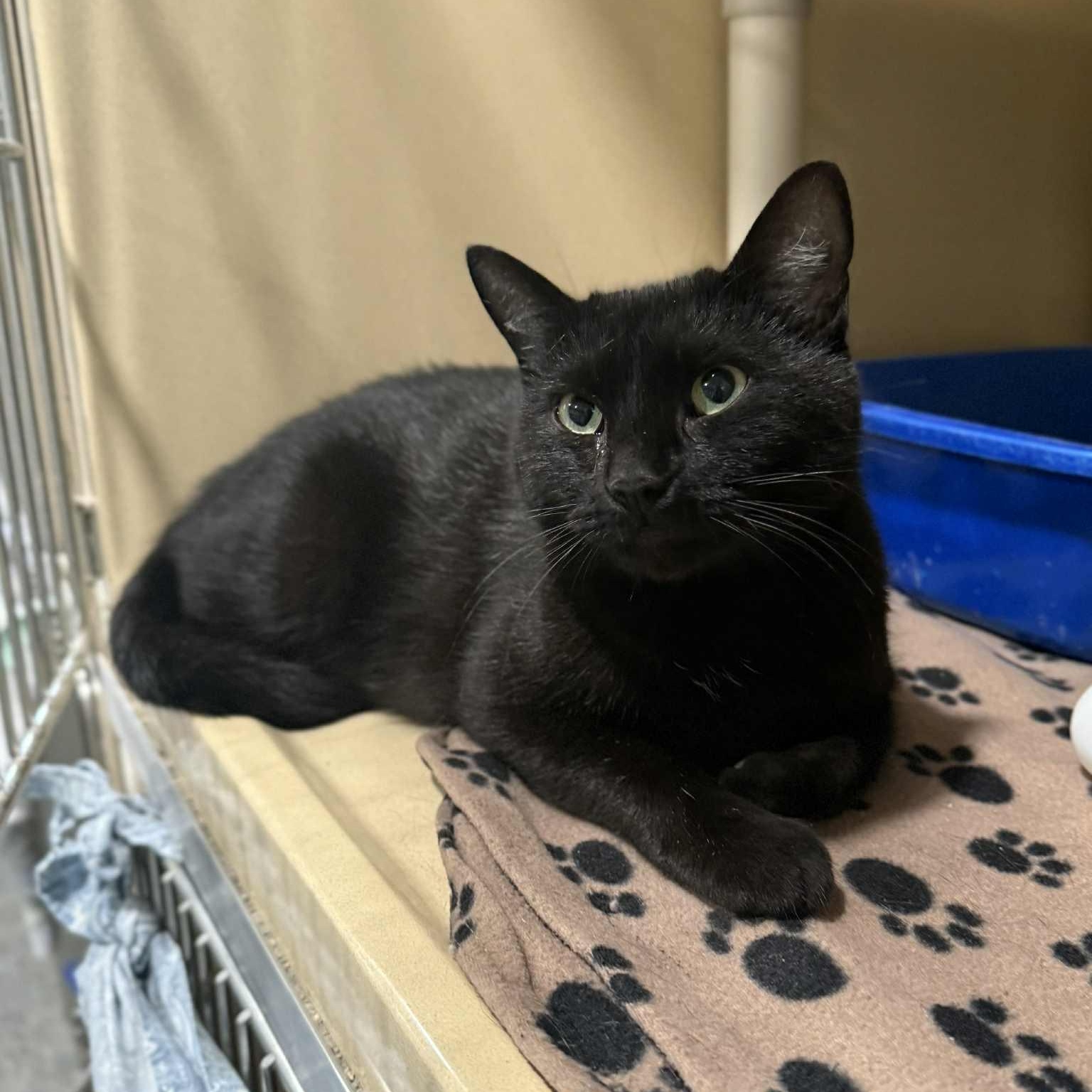 Stacey, a Adoptable mixed breed in Penn Yan, NY image 2/2