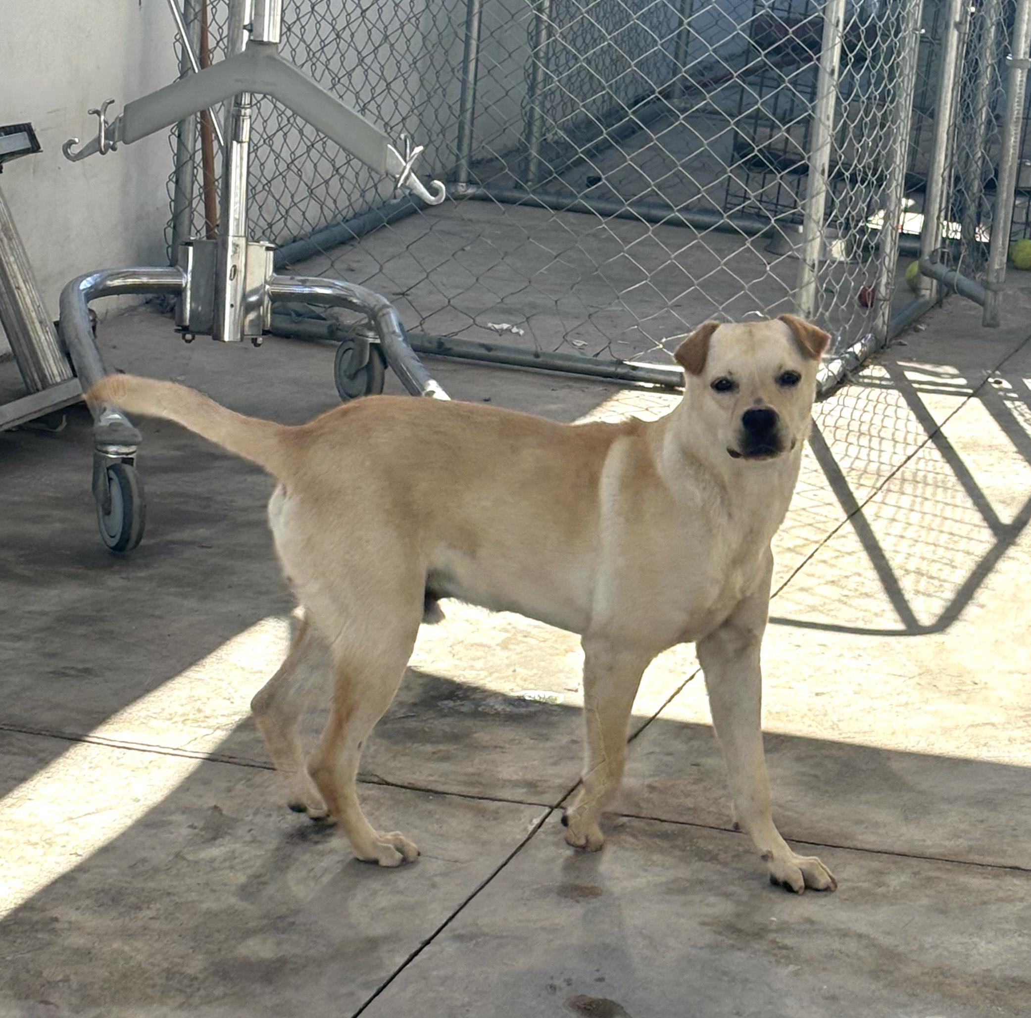 Costco, an adoptable Labrador Retriever, German Shepherd Dog in Mexicali, BCN, 21280 | Photo Image 1