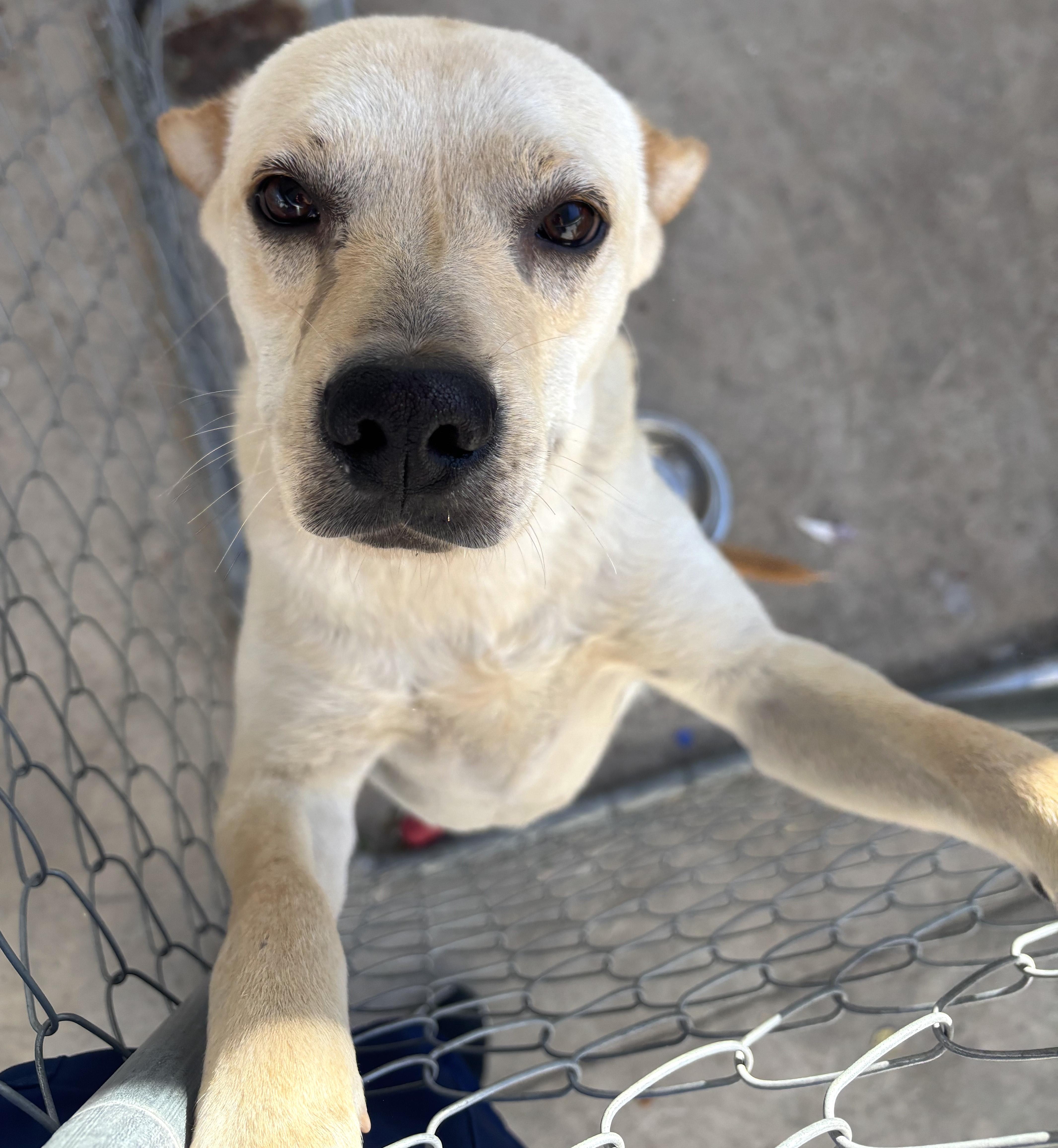 Costco, an adoptable Labrador Retriever, German Shepherd Dog in Mexicali, BCN, 21280 | Photo Image 3