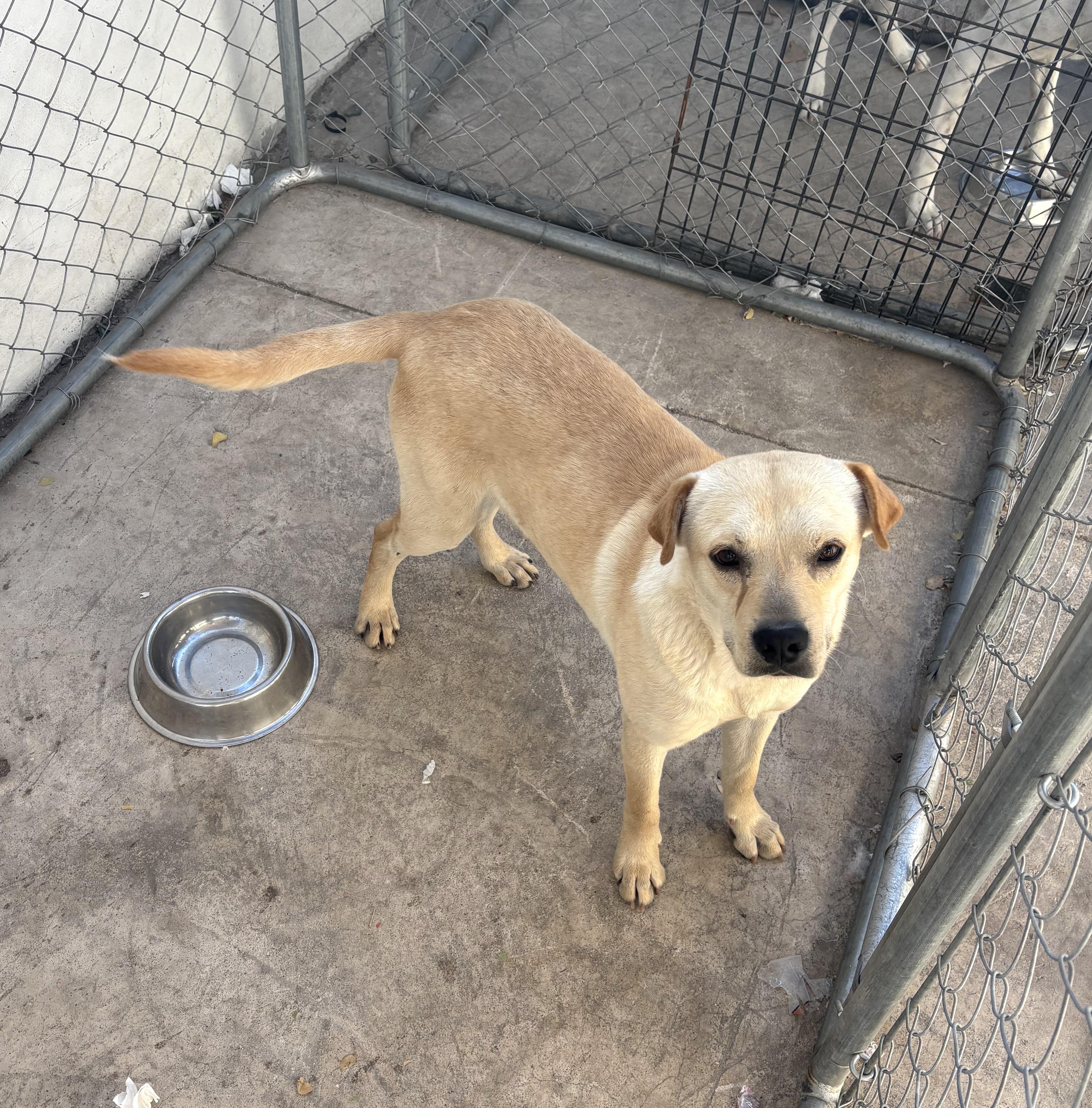 Costco, an adoptable Labrador Retriever, German Shepherd Dog in Mexicali, BCN, 21280 | Photo Image 4