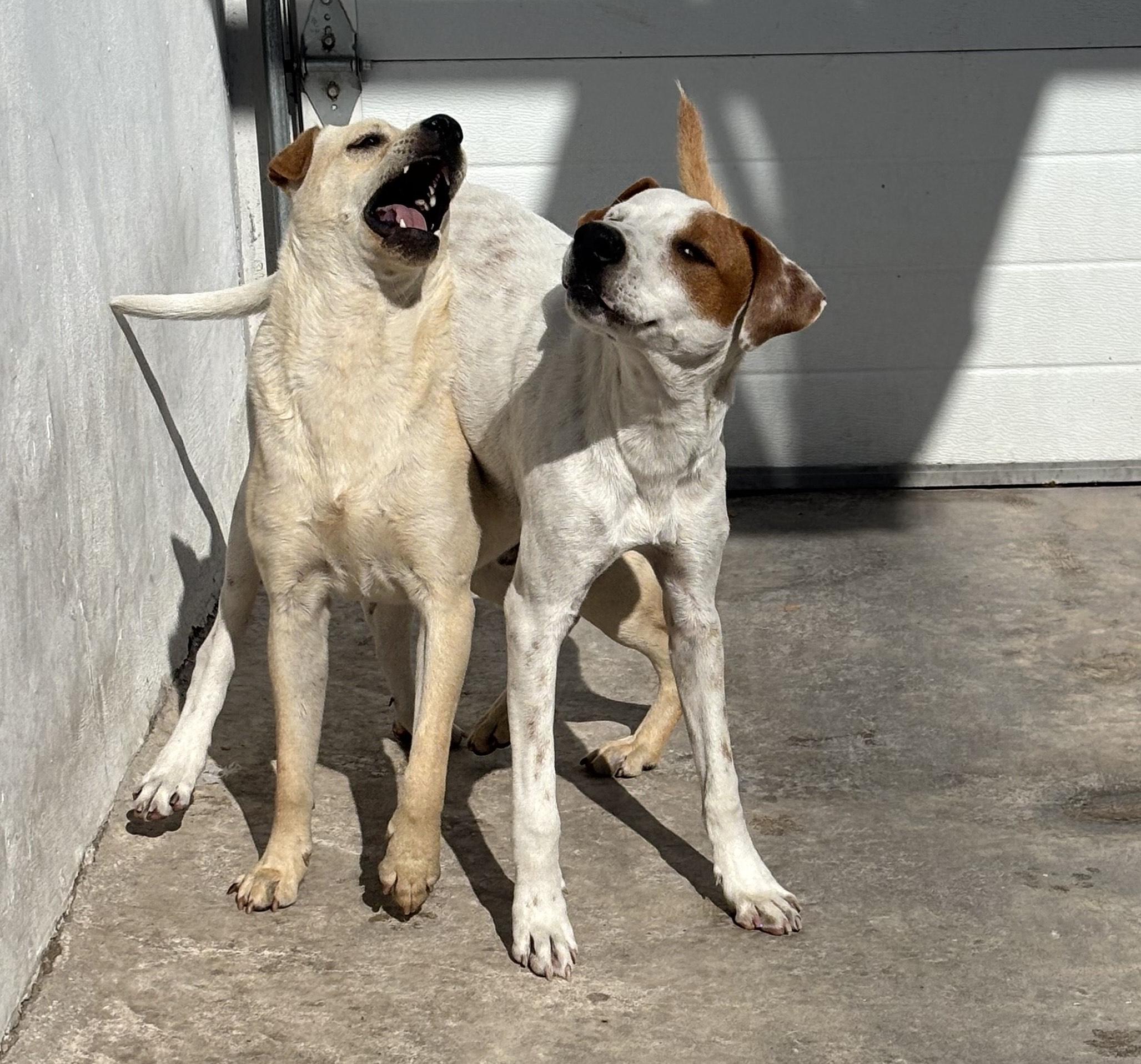 Costco, an adoptable Labrador Retriever, German Shepherd Dog in Mexicali, BCN, 21280 | Photo Image 2