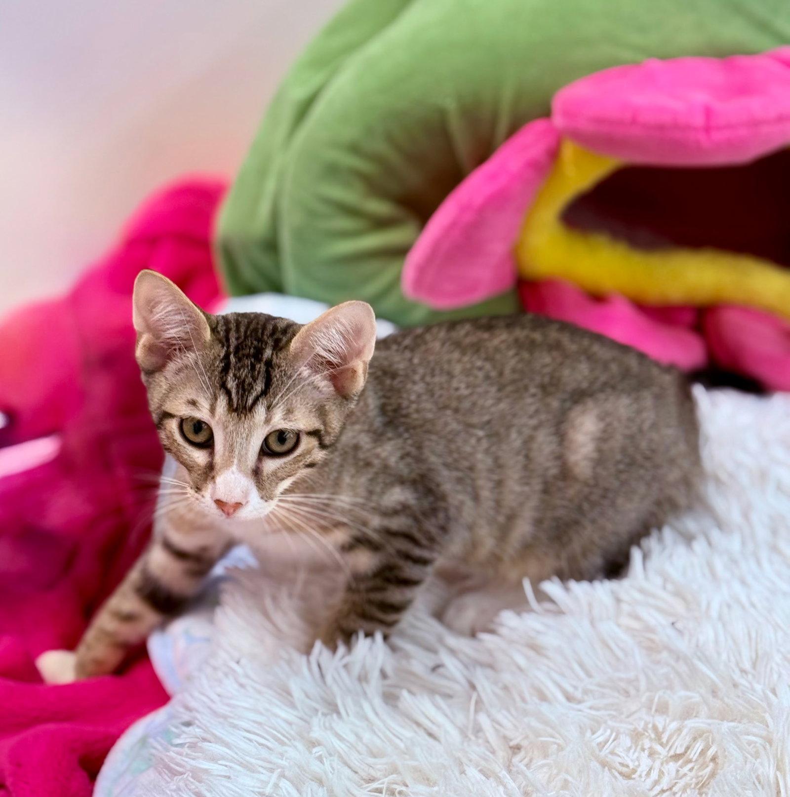 Enlarge Sun, a Adoptable Tabby in St. Cloud, FL image 1/1