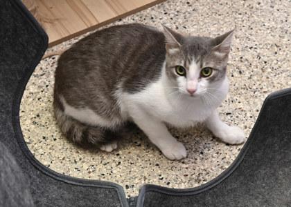 Piston, an adoptable Domestic Short Hair in Baton Rouge, LA_image-1