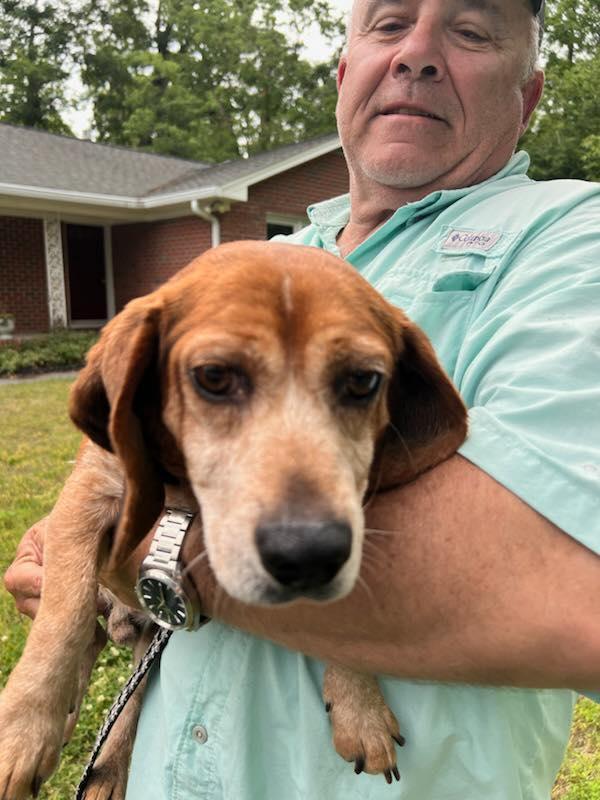 Enlarge Otis, a ADOPTABLE Beagle in Williamsburg, VA image 5/6