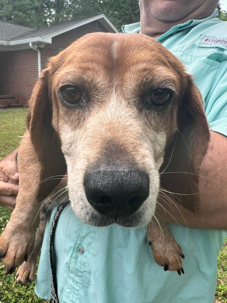 Otis, ADOPTABLE, Adult Male Beagle.
