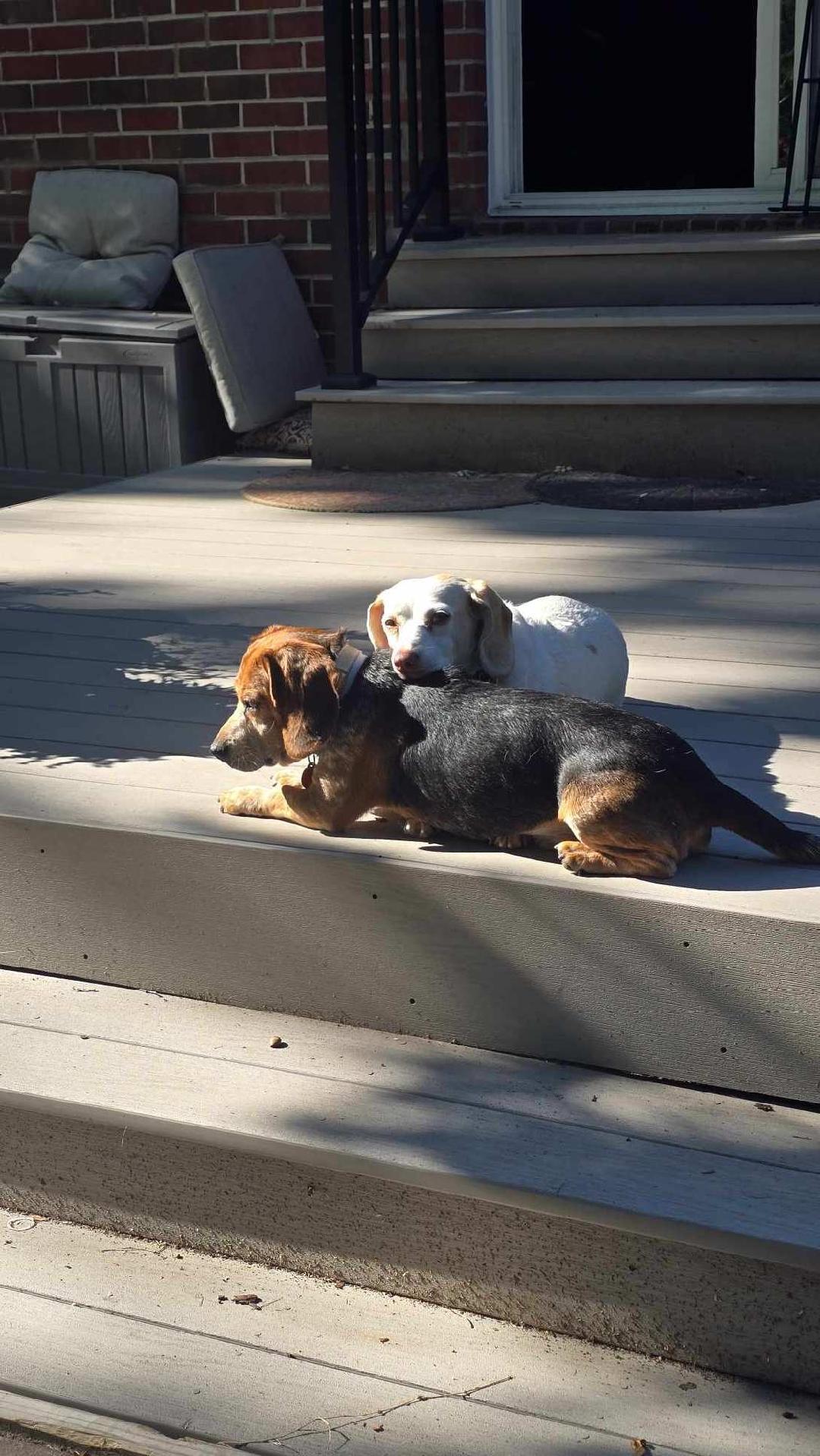 Enlarge Otis, a ADOPTABLE Beagle in Williamsburg, VA image 6/6