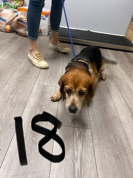 Enlarge Otis, a ADOPTABLE Beagle in Williamsburg, VA image 2/6