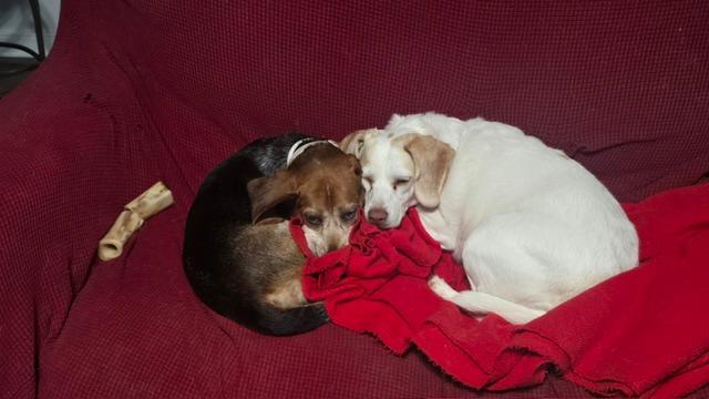 Enlarge Otis, a ADOPTABLE Beagle in Williamsburg, VA image 4/6