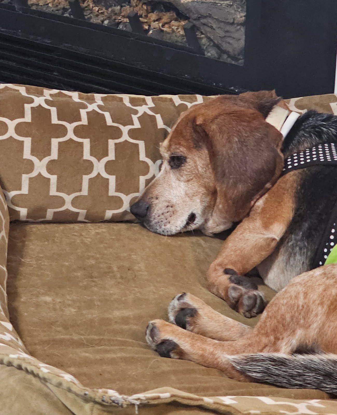 Enlarge Otis, a ADOPTABLE Beagle in Williamsburg, VA image 3/6