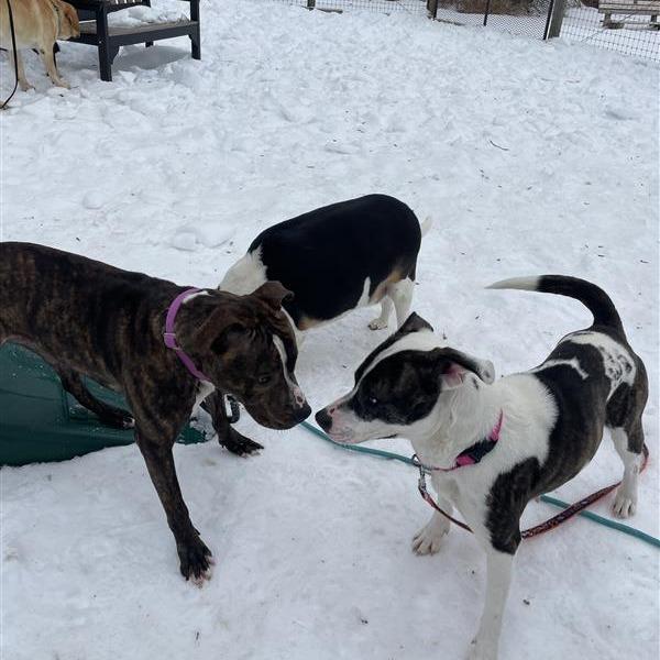 Enlarge Dani-IN FOSTER, a Adoptable Mixed Breed in Birdsboro, PA image 1/6