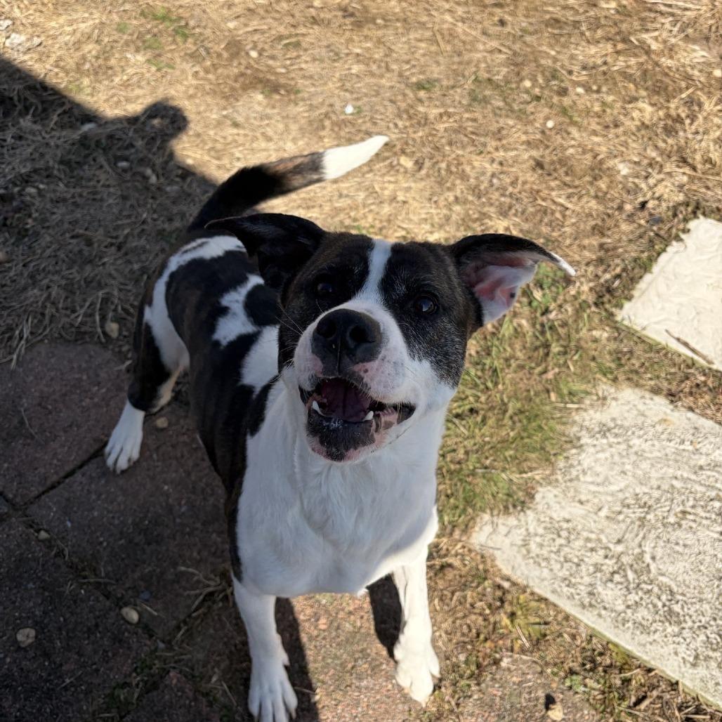 Enlarge Dani - IN FOSTER, a Adoptable Mixed Breed in Birdsboro, PA image 2/6