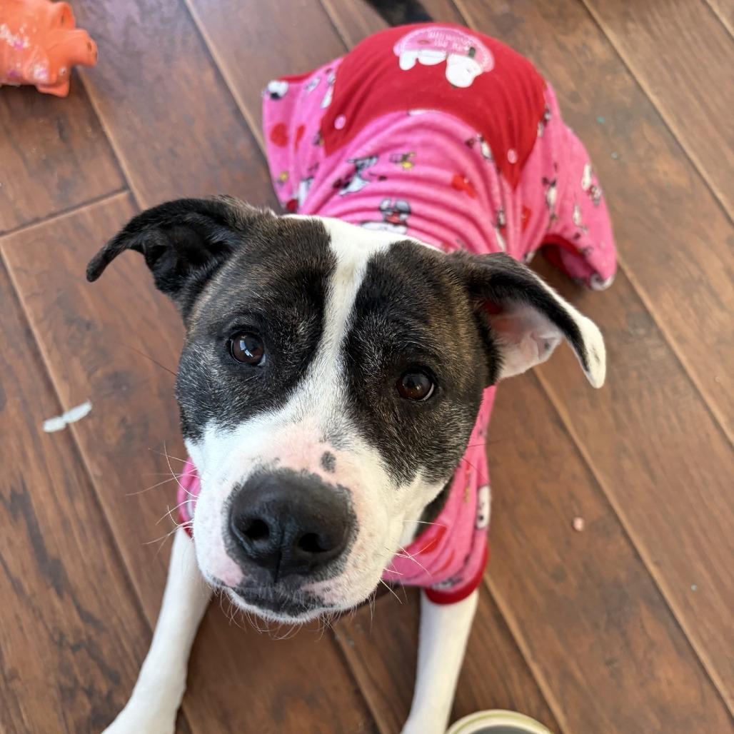 Enlarge Dani-IN FOSTER, a Adoptable Mixed Breed in Birdsboro, PA image 2/6