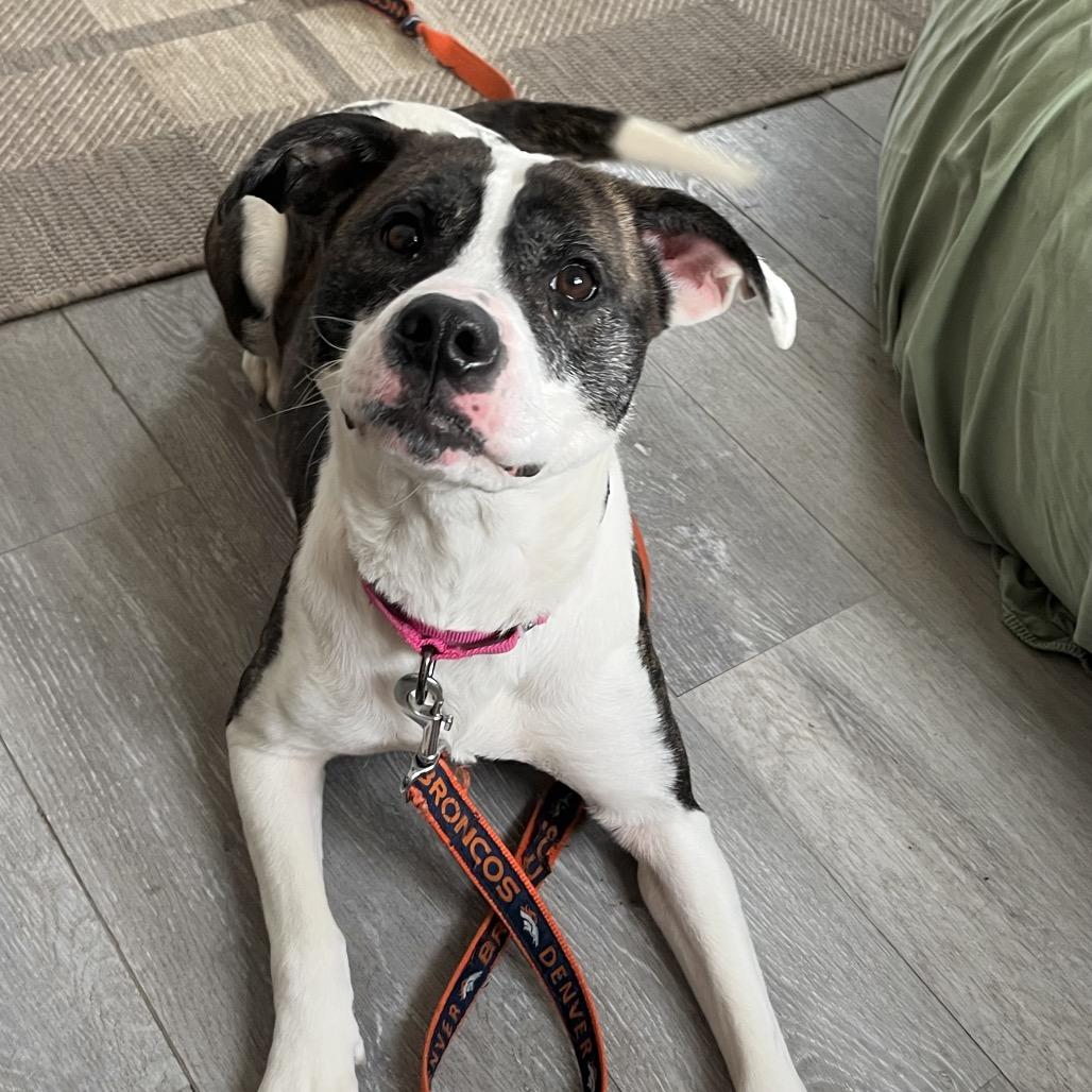 Enlarge Dani-IN FOSTER, a Adoptable Mixed Breed in Birdsboro, PA image 3/6