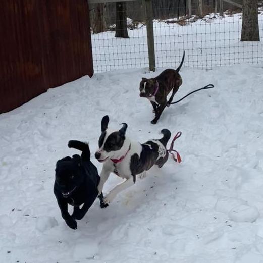 Enlarge Dani-IN FOSTER, a Adoptable Mixed Breed in Birdsboro, PA image 4/6