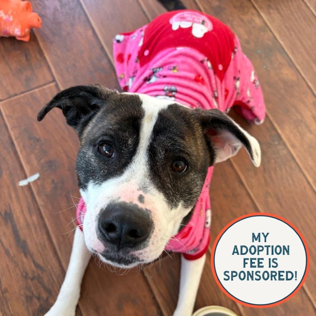 Enlarge Dani - IN FOSTER, a Adoptable Mixed Breed in Birdsboro, PA image 6/6