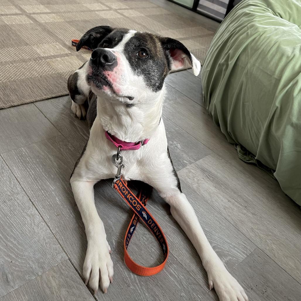 Enlarge Dani-IN FOSTER, a Adoptable Mixed Breed in Birdsboro, PA image 5/6