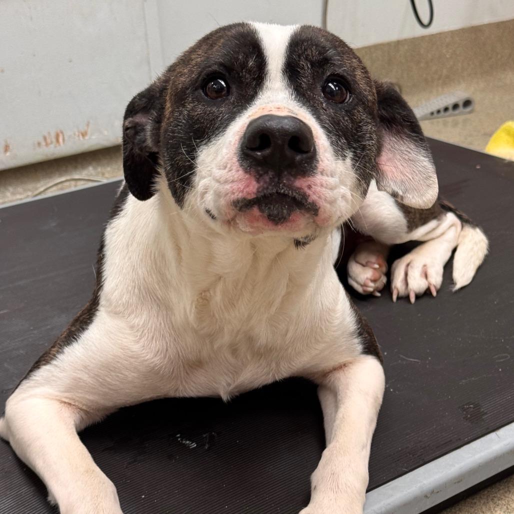 Enlarge Dani-IN FOSTER, a Adoptable Mixed Breed in Birdsboro, PA image 6/6