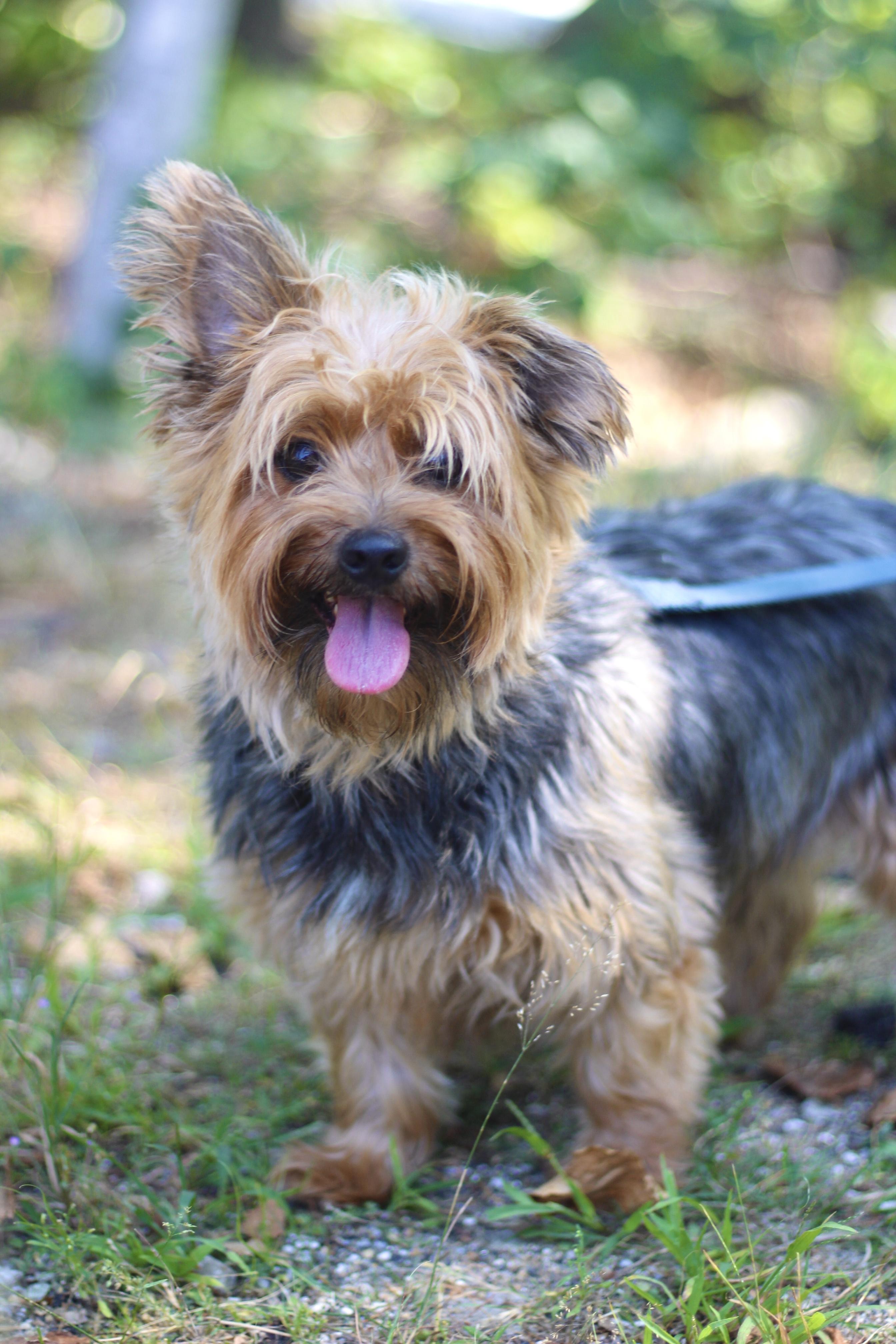 Munchkin in NH! Come Meet our Adoptable Dogs Wednesday-Saturday. More info in Bio!